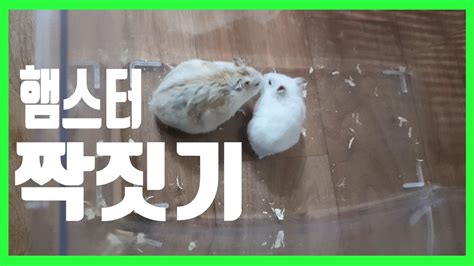 햄스터 발정 짝짓기교배 특징 알아보기 교배 Hamster Mating Youtube