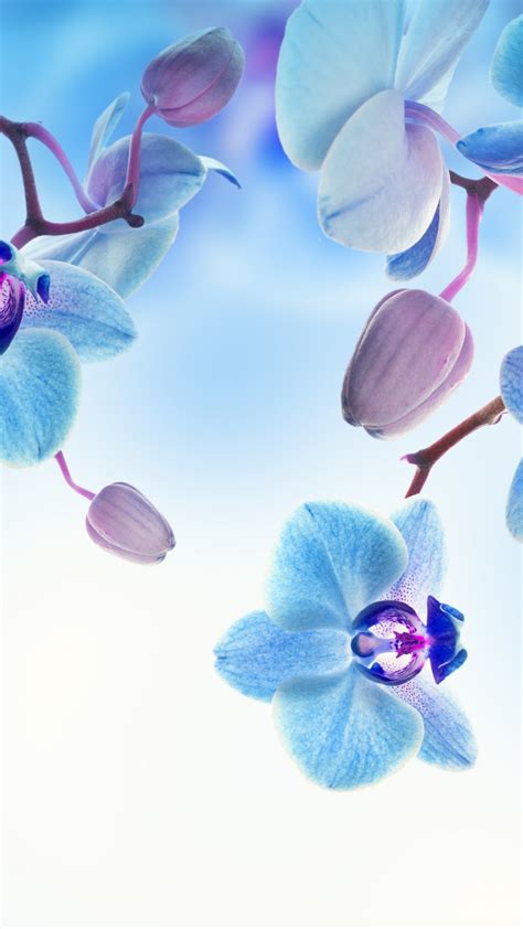 Wallpaper Orchid 5k 4k Wallpaper Flowers Blue White Nature 5341