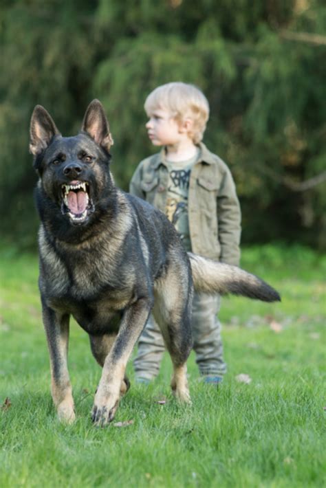 Gray Working Line German Shepherd Dog Guarding Human Kid