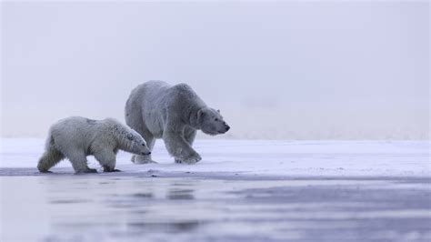 Download Wallpaper Polar Bears Mother And Cub 2880x1620