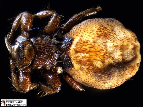 Melophagus Sp Flies Monster Hunter S Guide To Veterinary Parasitology