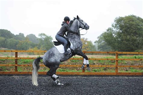 Hypnotherapy For Horse Riders Rider Confidence Horse And Rider