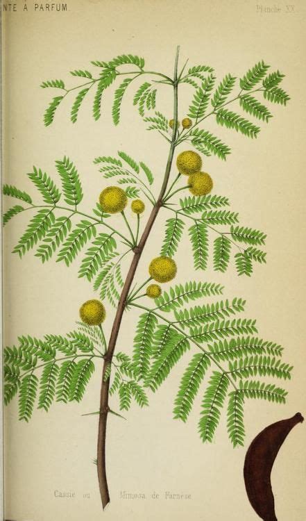 Acacia Botanical Tattoo Botanical Drawings Botanical Prints Mimosa