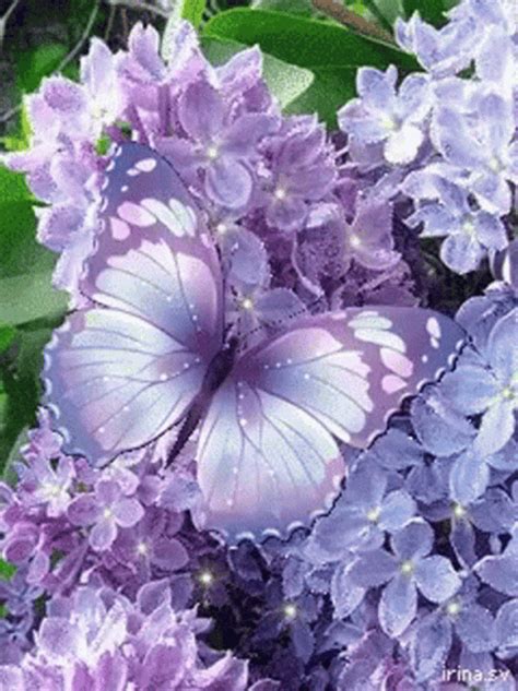 Purple Butterfly Beautiful Flowers 