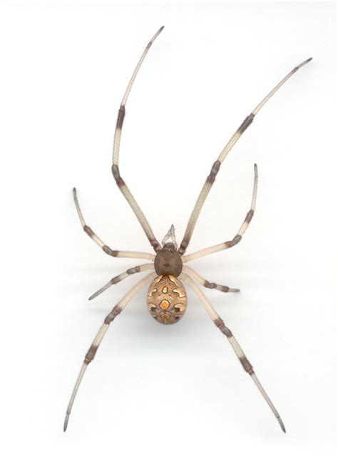 Latrodectus Geometricus Brown Widow Spider