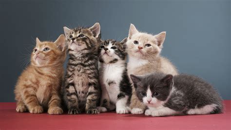 An Irish Company Is Looking To Hire Someone To Cuddle Cats