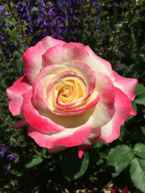 Double Delight Hybrid Tea Rose Hybrid Tea Roses Rose Flowers