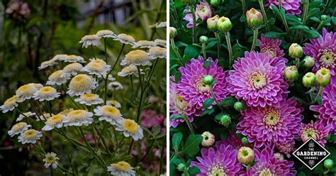 How To Grow Chrysanthemums Gardening Channel