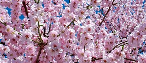 El Significado Del árbol De Cerezo Para La Cultura Japonesa Mi Blog Kado