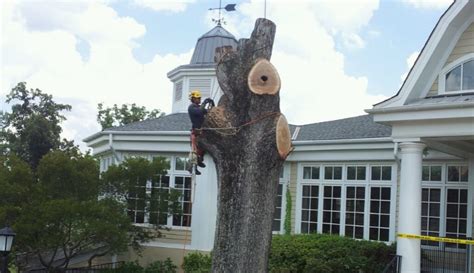 Tree removal & trimming made easy licensed and insured. Tree Service Johns Creek GA | Tree Removal Buford | M&G ...