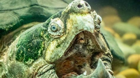 Are Snapping Turtles Dangerous [facts You Must Know] The Turtle Hub