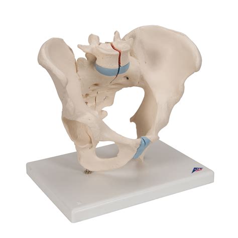 Male Pelvis Skeleton Model Part B Smart Anatomy H