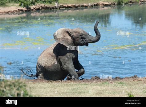 Elefante Sentado Fotografías E Imágenes De Alta Resolución Alamy