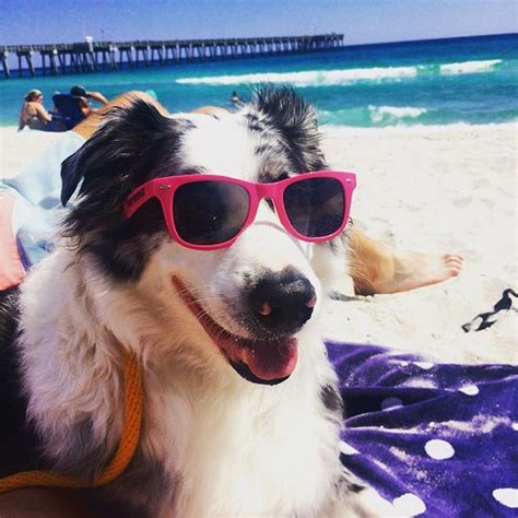 This Aussie Dog Rocking His Sunnies At The Beach ☀️🌊🐶 Dog Rocks
