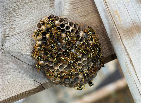 Hometeam pest defense is a young but reputable company. Wasps & Hornets | Best Defense Pest Control - Hartford ...