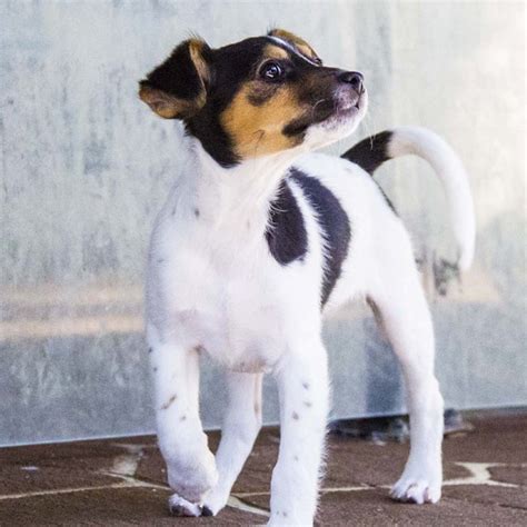 Andre ~ Mini Foxy X Jack Russell On Trial 13817 Small Male Jack