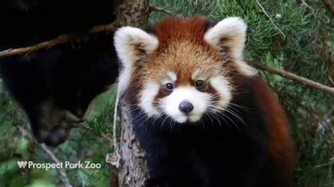 Scientists Discover The Red Panda Is Actually Two Separate Species
