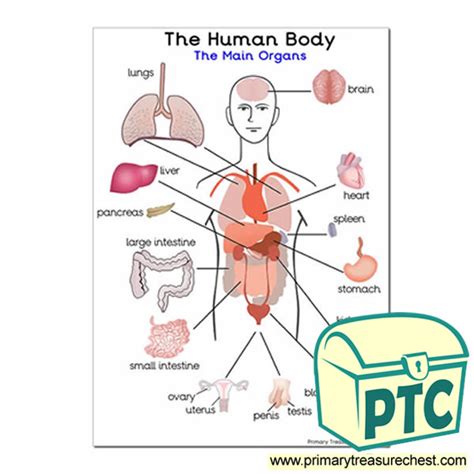 It is widely believed that there are 100 organs; 'The Main Organs of the Human Body' A4 Poster - Primary Treasure Chest