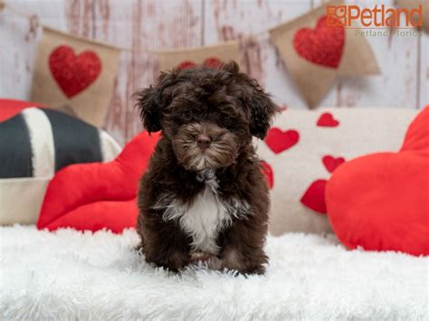 Our beautiful akc havanese puppies are born and raised in our homes as part of our family, with lots of love and attention to their every need. Puppies For Sale in 2020 | Havanese puppies for sale ...