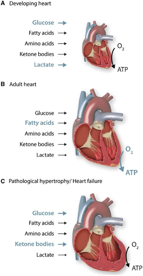 Heart Failure Cardiovascular Research Oxford Academic