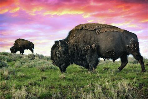 Yellowstone Buffalo And Bison Photograph By Dan Anderson