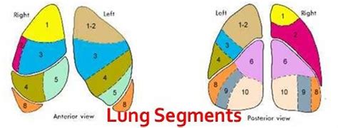 lung segment diagram quizlet