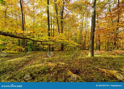 Deciduous Trees Autumn Stock Image Image Of Forest 200180749