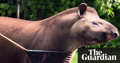 How To Celebrate World Tapir Day Video World News The Guardian
