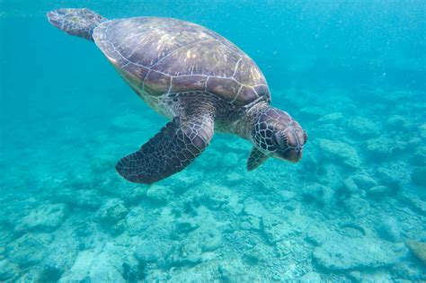 Tartaruga marinha veja espécies reprodução habitat e mais Guia