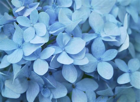 Blue Hydrangea Close Up By Daniela Duncan