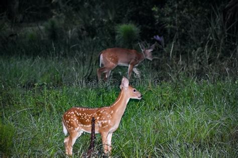 Baby Deer In The Florida Forest Stock Image Image Of Cute Daybreak
