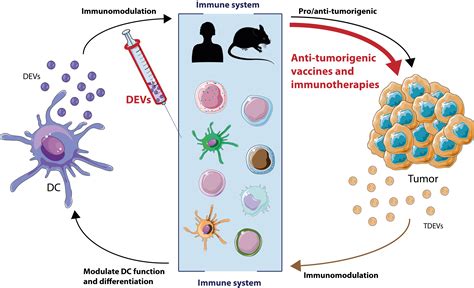 Cancers Free Full Text Immune Regulation By Dendritic Cell