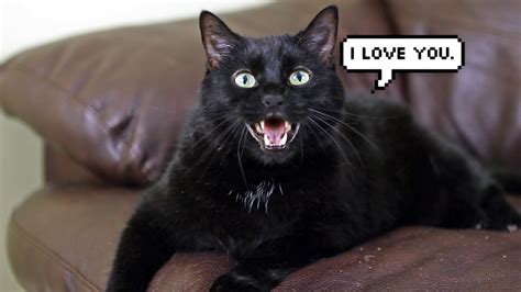 Purrfectlove — 10 Ways Your Cat Says I Love You
