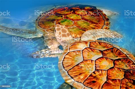 Green Sea Turtle Stock Photo Download Image Now Animal Animal
