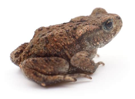 Small Brown Frog Stock Image Image Of Studio Color 76899247