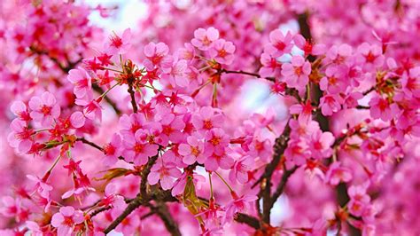 Download 1920x1080 Wallpaper Cherry Blossom Pink Flowers Nature Full