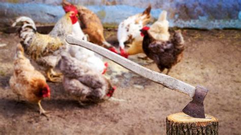 Kenya Curriculum Uproar As Pupils Behead Live Chickens In School Bbc News