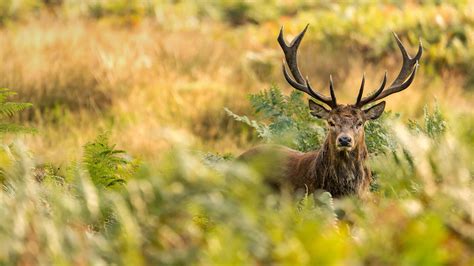 Red Deer Wallpapers Wallpaper Cave