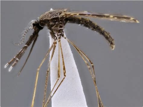 Identification Keys To The Anopheles Mosquitoes Of South America