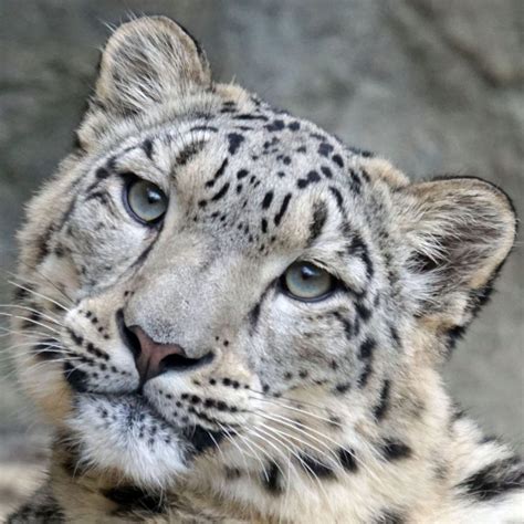 Uttarakhand Now Has Over A Hundred Snow Leopards Curious Times