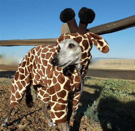 Minky Giraffe Dog Costumeoriginal Jungle Jamz By Hatz4brats Pet