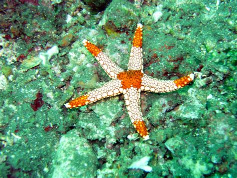 Free Images Sea Water Ocean Star Underwater Fauna Starfish