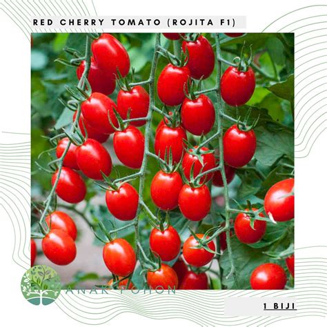 Jual Benih Bibit Biji Red Cherry Tomato Rojita F Tomat Ceri Merah