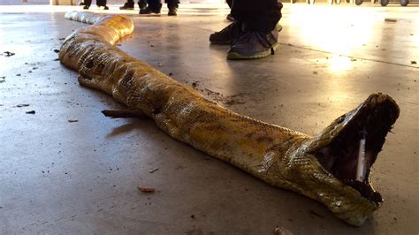 Dead 17 Foot Burmese Python Found At Jurupa Valley Dump Abc7 New York