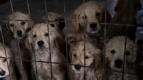 Lawsuit National Puppy Laundering Ring Passed Off Puppy Mill Dogs As