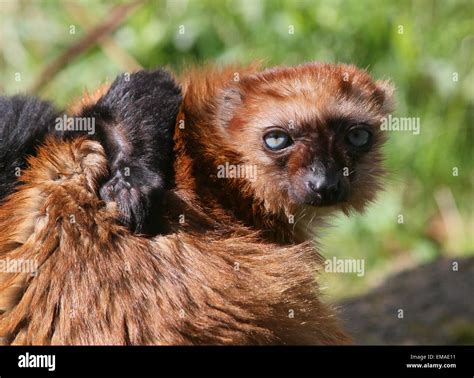 Black Lemur Female Hi Res Stock Photography And Images Alamy