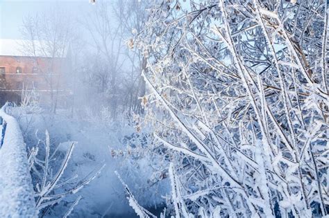 Winter Nature Landscape Frosty Trees On River Side Winter Morning