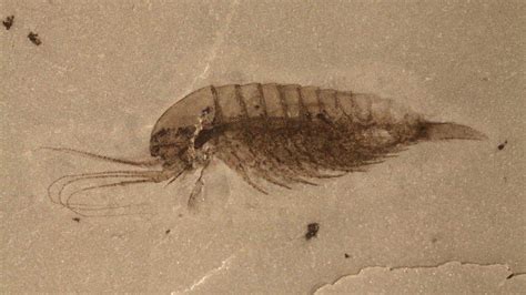 Stunning 500 Million Year Old Fossil Trove Offers Insight Into How Life