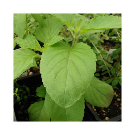 Buy Rama Tulsi Plants Cold Relief Online At Lowest Price