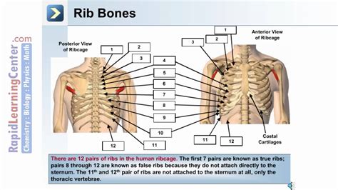 The anatomy of the human ribs is made up of 24 ribs which are parted in 12 pairs (each on the left and right side of the chest wall), with the sternum, metasternum(the. The Skeletal System- Axial Skeleton - What are the Bones ...
